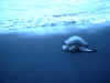 2003_0405_095751AA.JPG (322769 bytes)