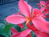 2003_0406_092148AA.JPG (319761 bytes)