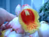 2003_0406_093456AA.JPG (320950 bytes)