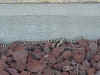 Snake1.jpg (68448 bytes)