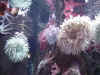 Anemone.jpg (62121 bytes)