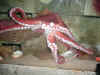 Octopuss.jpg (62003 bytes)
