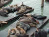 Sea Lions.jpg (58592 bytes)