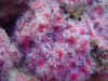 Small Anemone.jpg (56008 bytes)