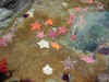 Star Fish.jpg (64847 bytes)